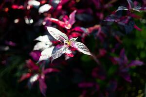 Regardez de aerve sanguinolente plantation avec ses brillant rouge feuilles Couleur photo