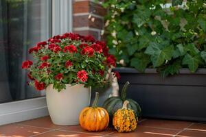 action de grâces décoré porte avec divers Taille et forme citrouilles et chrysanthème. décoration pour le Halloween, l'automne saisonnier encore vie. sélectif se concentrer. photo