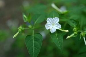 blanc fleurs sur une vert Contexte photo