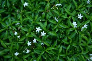 vert feuille la nature Contexte pour texte photo