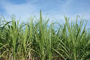 sucre canne des champs pouvez être utilisé comme nourriture et carburant. photo