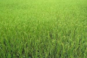 vert riz des champs approchant récolte saison photo