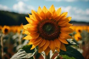 tournesol champ avec bleu ciel Contexte. tournesol épanouissement dans été. ai génératif photo