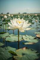 magnifique blanc lotus fleur épanouissement dans le étang avec lumière du soleil. ai génératif photo