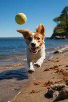 espiègle ombre de chien ciselure Balle sur ensoleillé plage photo