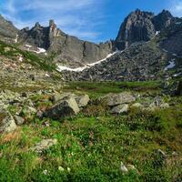 Montagne fleur prairie. alpin été hauts plateaux. chemin par une Montagne gorge. épanouissement Prairie de le hauts plateaux. vert la nature Contexte. carré voir. photo