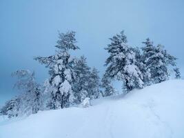 couvert de neige des arbres sur le Contexte de Arctique collines. minimaliste paysage avec nu neigeux des arbres dans une hiver champ. large panoramique vue de le Arctique l'hiver. photo