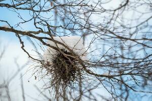 une des oiseaux nid sur le branches de une arbre est couvert avec neige. n / a photo