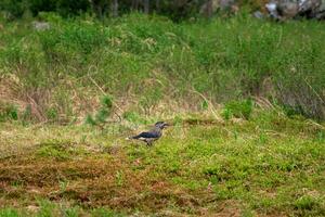 sélectif se concentrer. Pointé casse Noisette dans le taïga de le occidental sayans. le eurasien casse Noisette, ou simplement casse Noisette, est une passereau oiseau de le vranov famille. photo