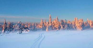 ski les sentiers dans le hiver forêt. Soleil sur le la cime des arbres. couvert de neige sapin des arbres. Matin vue de le hiver forêt. magnifique nord la nature. écologique tourisme dans le des bois. large Naturel Contexte photo