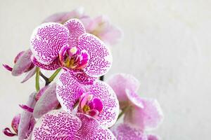 tropical branche blanc avec petit violet mouchetures orchidée fleurs phalaenopsis photo
