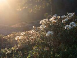 la nature le coucher du soleil pelouse toile de fond. magnifique été Prairie avec sauvage fleurs plus de le coucher du soleil ciel. beauté la nature champ Contexte avec Soleil éclater. photo