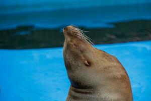 mer Lion mer animal dans le zoo photo