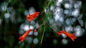 longue rouge fleurs pendaison vers le bas photo