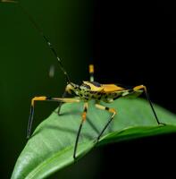 image de une Punaise sur vert feuille sur la nature Contexte. insecte animal photo