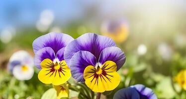 ensoleillé beauté, pensée fleurs épanouissement sur une ensoleillé journée. génératif ai photo