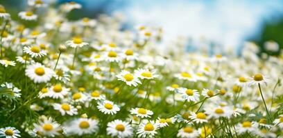 immergé dans le beauté de camomille fleurs, génératif ai photo