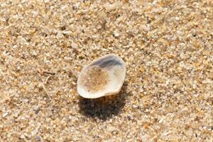 cette magnifique palourde coquille a été à l'envers vers le bas sur le plage lorsque je outil le photo. le peu bit de le sable allonger dans il. je aimé le Regardez de le le sable et minuscule galets cette entouré il et le texture. photo
