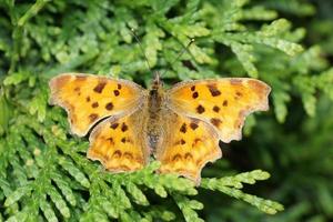 papillon polygonia c-album photo