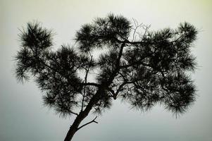 vue sur le sol de l'arbre à feuilles persistantes. vue d'arbre contre le ciel. photo