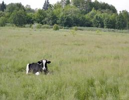 belle grosse vache à lait broute sur un pré vert photo