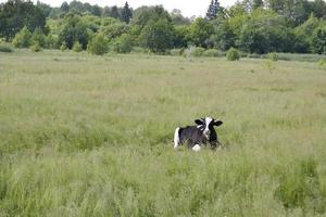 belle grosse vache à lait broute sur un pré vert photo