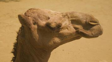 fermer le visage de chameau. gros plan chameau photo