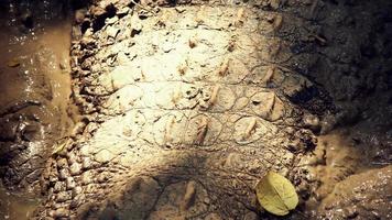 crocodile des marais recouvert de boue sèche