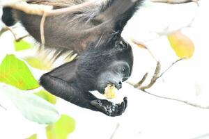 une singe dans le arbre photo