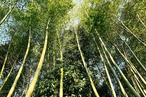 Contexte avec des arbres photo