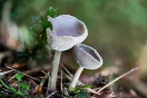 Gros plan d'un champignon peziza entre les aiguilles de pin photo