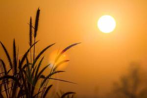 Herbe silhouette au lever du soleil avec lens flare