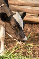 le veau noir et blanc mange de l'herbe photo