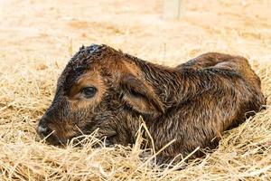 veau nouveau-né brun allongé sur staw photo