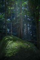 forêt avec la lumière du soleil traversant les branches des arbres photo