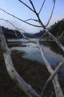 branches sèches et bois flotté sur le rivage photo