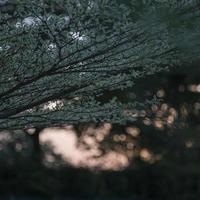 forêt sombre de mauvaise humeur avec la lumière du soleil traversant les branches des arbres photo