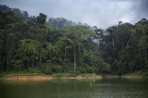 arbres forestiers touffus dans une jungle enveloppée de brouillard photo