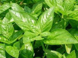 plante de basilic vert photo