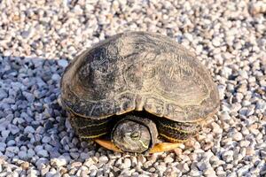 une somnolent tortue photo