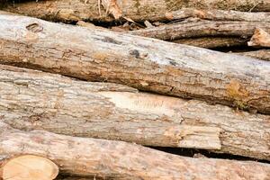 pile de bois photo