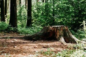 grande souche d'arbre dans la forêt d'été. souche d'arbre photo