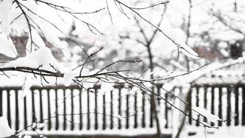 branches de jeune pommier sous la neige en matinée glaciale ensoleillée photo