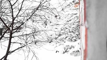 branches de jeune pommier sous la neige en matinée glaciale ensoleillée photo