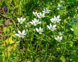 ornithogale, le jardin l'Étoile de Béthlehem, herbe lis, sieste à midi, ou onze heures Dame est une vivace bulbeux floraison plante dans le asperges famille photo