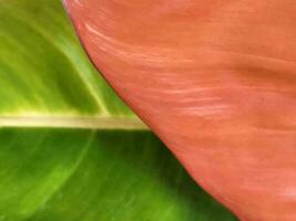 philodendron. philodendron prince de orange. philodendron feuilles photo