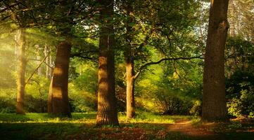 magnifique des rayons de lumière du soleil dans une vert été chêne forêt photo