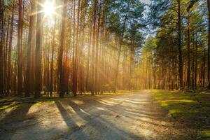 rayons de soleil éclat par le des arbres sur un vide route dans une pin forêt. photo