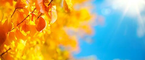 ensoleillé Jaune l'automne feuilles sur bleu ciel Contexte décorer une large flou Contexte dans le l'automne forêt photo