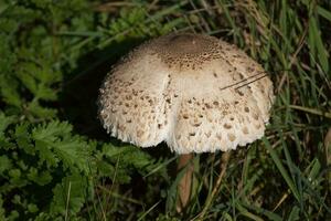 taches de rousseur pimpant champignons croissance dans une Prairie dans Ouest sussex photo